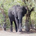 BWA NW Chobe 2016DEC04 NP 091 : 2016, 2016 - African Adventures, Africa, Botswana, Chobe National Park, Date, December, Month, Northwest, Places, Southern, Trips, Year